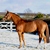 Zinedine stallone da monta salto KWPN da Guidam - Quidam de Revel di Ludger Beerbaum Equine Evolution