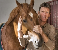 Hickstead stallone KWPN Equine Evolution
