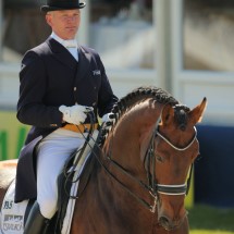 stallone da monta salto dressage Holstein Hannover