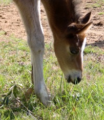 Cantoblanco stallone da monta Holstein puledro in Italia
