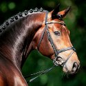 stallone da monta salto dressage Holstein Hannover