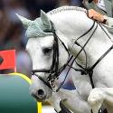 stallone da monta salto dressage Holstein Hannover