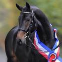 stallone da monta salto dressage Holstein Hannover