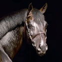 Champion de Luxe stallone pony salto e dressage