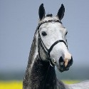 stallone da monta salto dressage Holstein Hannover