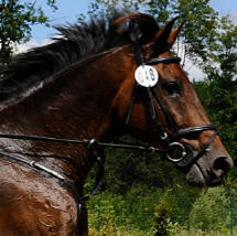 allevamento e addestramento giovani cavalli in Germania