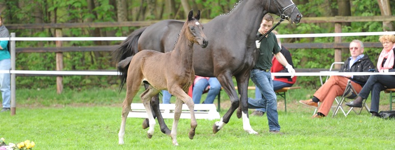 cavallo sportivo vendesi Hannover Holstein Westfalen