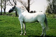 stallone da monta salto dressage Holstein Hannover